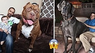 Bu Nasıl Bir Aşk! Hayvan Sevgisini Devasa Boyutlara Taşımış Sıra Dışı 10 Evcil Hayvan ve Sahipleri