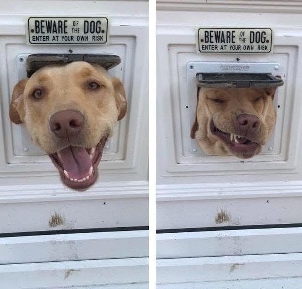5. "Осторожно: собака! Входите на свой страх и риск". Кажется, сама собака решила рискнуть :)