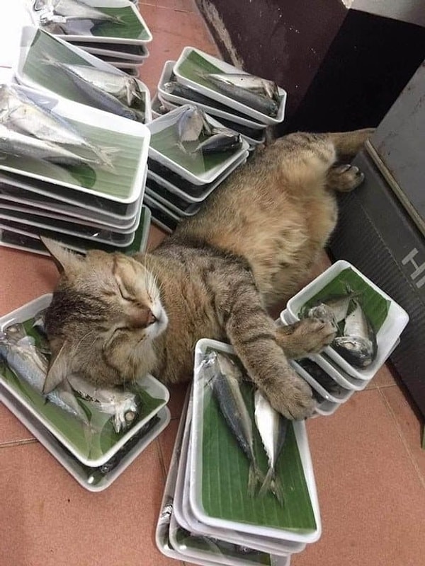 16. А этот кот оказался как раз в правильном месте и в правильное время :)