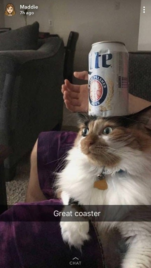 22. Кот, который только что осознал, что его используют в качестве кофейного столика.