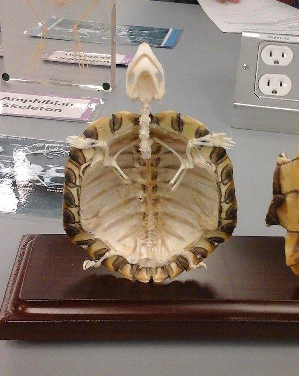 2. Bir kaplumbağanın iskeleti alttan hiçbir şey yokmuş gibi görünüyor.