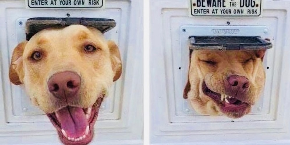 "Как я сюда попал?": Незадачливые животные, которые оказались не в том месте и не в то время