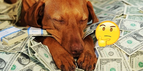 Тест: сможете ли вы с первого раза вычислить самую дорогую породу собак?