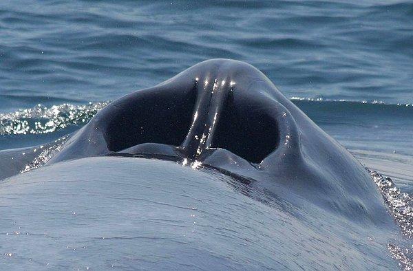16. Artık balinaların hava deliğinin sırtlarında duran koca bir burna benzediğini biliyorsunuz.
