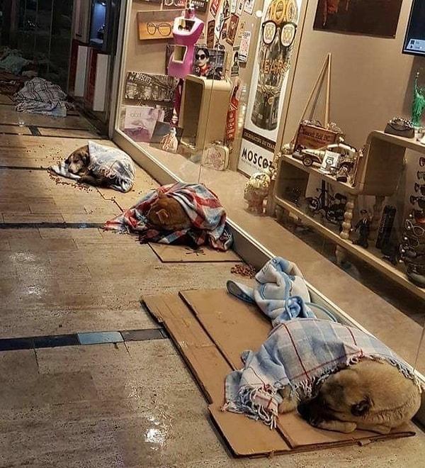 1. Kışın sokak köpekleri üşümesin diye onları battaniyeye saran İstanbullu dostlar.