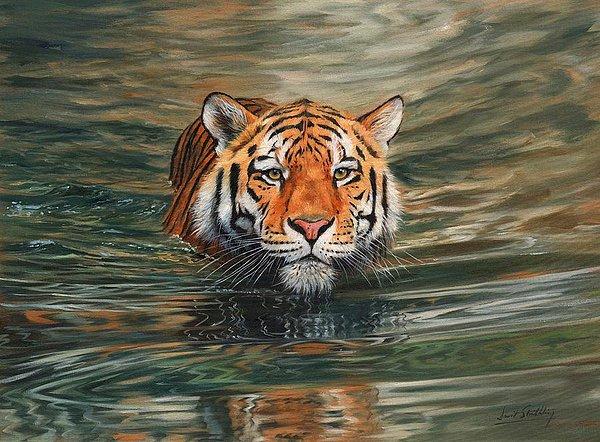 9. Kaplanlar çok iyi yüzücüler. Diğer kedilerin aksine suda vakit geçirmeyi çok severler ve iri cüsselerine göre çok iyi yüzerler.