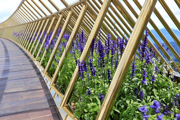 6. Сам мост покрашен в золотой цвет, который прекрасно оттенен ярко-фиолетовой цветущей лобелией по краям дорожки.