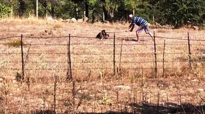 Daha Ne Kadar Canileşebiliriz? Bodrum'da Bir Adam Avlanan Şahini Kürekle Öldürdü