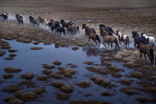 1. Fotoğrafçı Drew Doggett’ın büyüleyici fotoğraf serisi "Efsaneler Diyarı'nda"da, İzlandalı atların güzelliğini yakaladı.