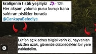 Sokak Köpeklerinden Rahatsız Olduğunu Söyleyen Kişiye Çankaya Belediyesi'nden Müthiş İronik Cevap