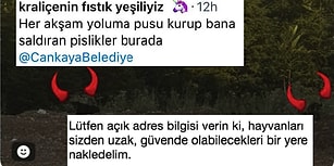 Sokak Köpeklerinden Rahatsız Olduğunu Söyleyen Kişiye Çankaya Belediyesi'nden Müthiş İronik Cevap