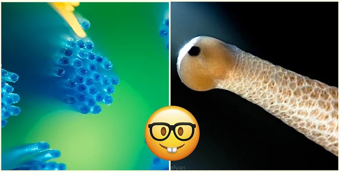 Тест: Получится ли у вас угадать, что изображено на этих картинках?