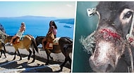 Santorini Merdivenlerinde Can Pazarı: Tatilcilerin Eğlencesi İçin Eşekler Sakat Kalıyor!