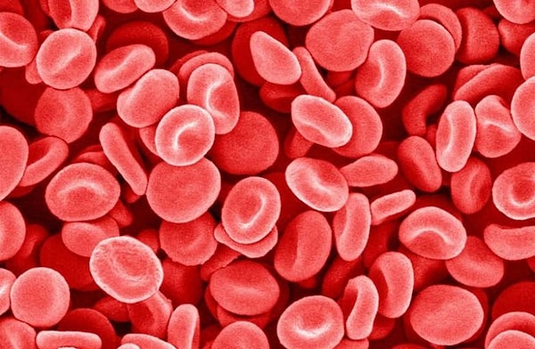 7. Назовите самую большую клетку в нашем теле: