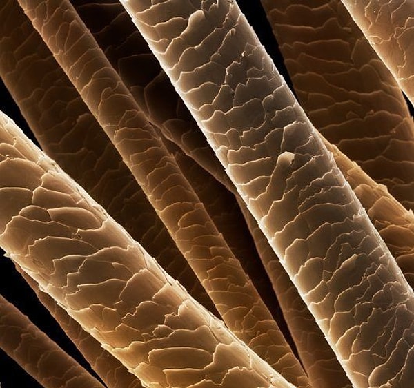 8. Как вы думаете, сколько в среднем живет человеческий волос?