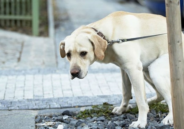 5. «Это все понятно, — скажете вы, — Но зачем они так пялятся? Считают хозяина угрозой?»