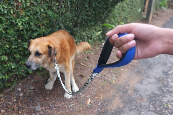 8. Хотя некоторые собаки отказываются ходить по-большому, когда кто-то на них смотрит или когда они на поводке.