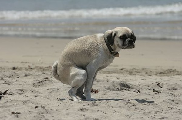 9. Скорее всего, они чувствуют себя безопаснее, спрятавшись от посторонних глаз.