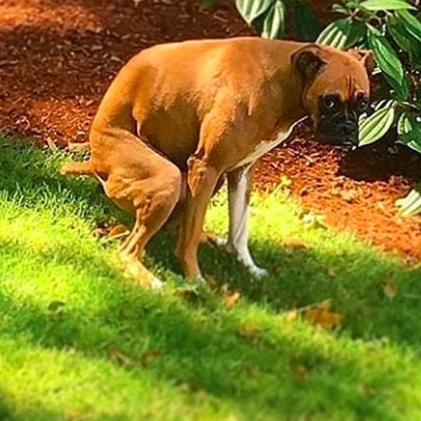 4. А в момент, когда они делают свои делишки, псы наиболее уязвимы и не могут среагировать на опасность мгновенно.