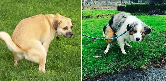 Тайна раскрыта: почему собаки смотрят на вас, когда ходят по-большому