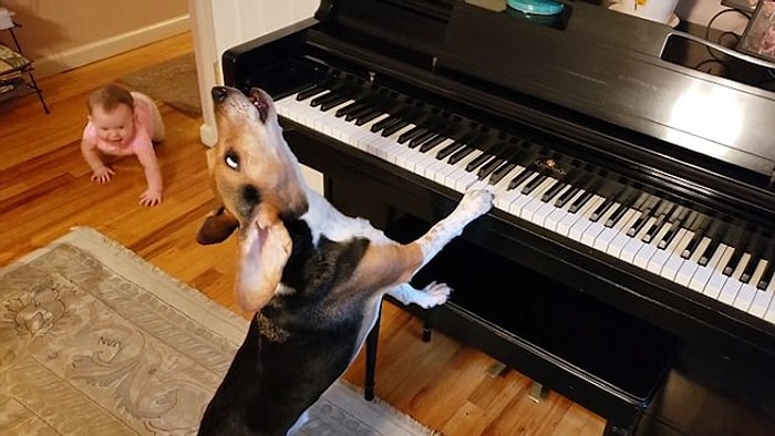 Piyano Resitali Veren Bir Köpek ve Ona Eşlik Etmek İçin Emekleyerek Yanına Gelen Bebeğin Muhteşem Anları
