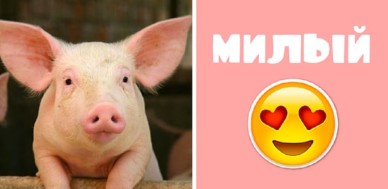 Тест: Ваша реакция на этих зверьков расскажет, интроверт вы или экстраверт