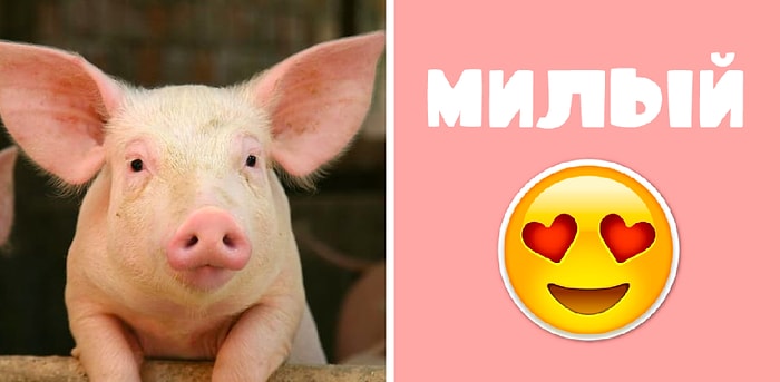 Тест: Ваша реакция на этих зверьков расскажет, интроверт вы или экстраверт