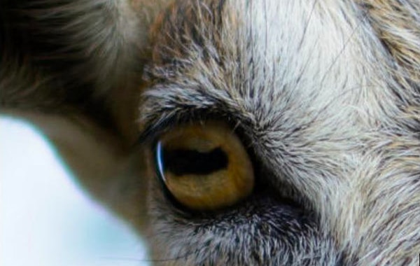 10. Вы знаете правильный ответ!