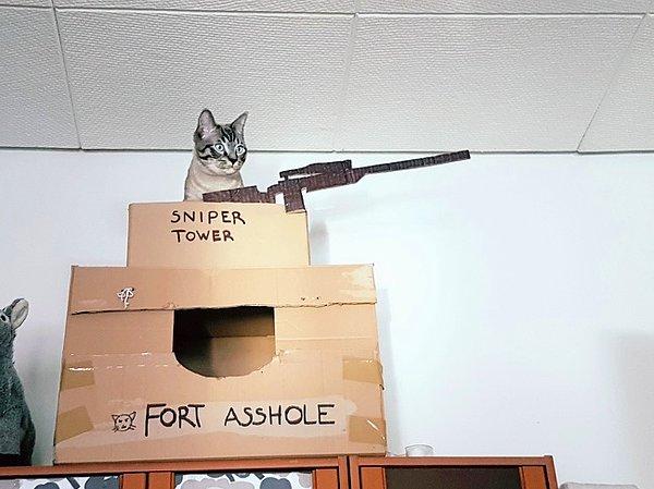 17. "Kedim için bir kale inşa ettim."