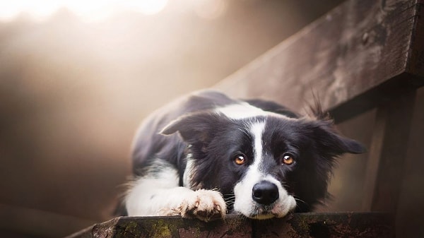 9. Лучше подвергаться несправедливости, чем самим совершать её.