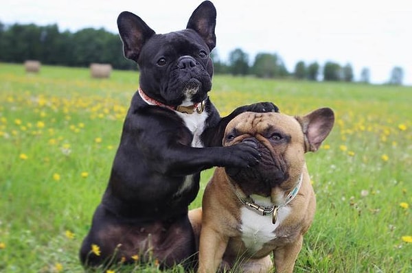 12. Природа наделила нас двумя глазами, двумя ушами, но лишь одним языком, дабы мы смотрели и слушали больше, чем говорили.