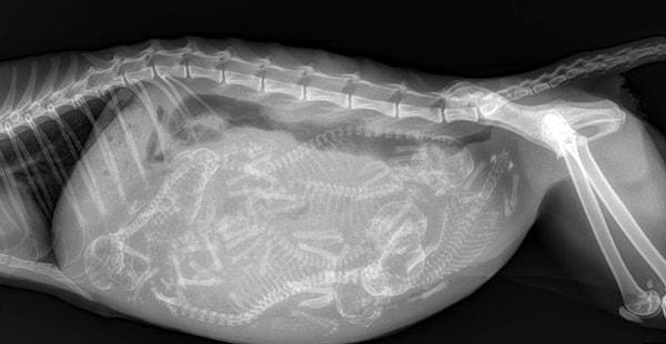 9. Hamile bir kedi ve onun röntgen filmi. 😍