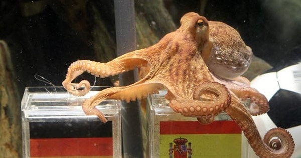 4. Осьминог Пауль