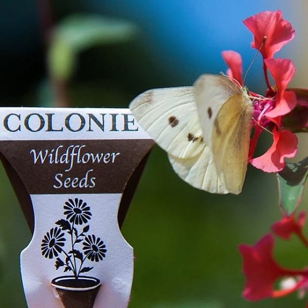 3. Этот ресторан в Бруклине раздает пакеты с семенами, чтобы побудить клиентов к выращиванию цветов дома и спасению пчел ❤