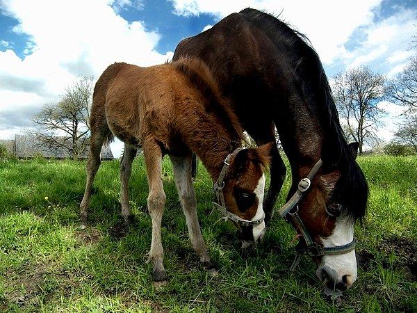 Atlar gebeliklerinin 3’te 1’lik dönemlerinde dinlenmeye alınacak. Doğumdan sonra da taylar, 3 aylık olana kadar bu atlar çalıştırılmayacak.