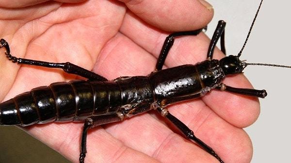 1. İnsanın eli büyüklüğünde bir baston böceği var. Neyse ki yalnızca Avustralya kıyılarının dışında Lord Howe Adası'nda yaşıyor.