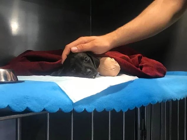 46. İçimiz yandı - Bacakları ve kuyruğu kesilen yavru köpek
