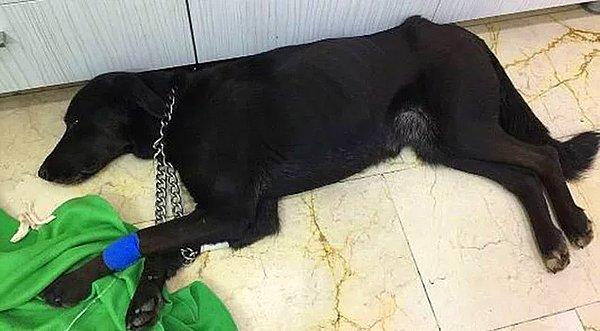 İstanbul Karaköy'de zayıflamış halde bulunan bir sokak köpeğinin çekilen röntgeninin ardından dehşet ortaya çıkmıştı: Makatından silikon sıkılan Coffee hayatını kaybetmişti.