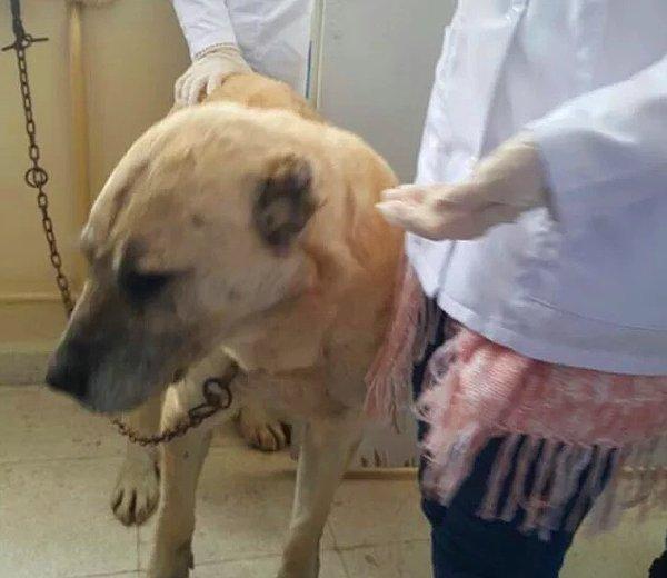 Cumhuriyet Üniversitesi Veteriner Fakültesi'nde bir öğretim görevlisinin anatomi dersi için köpek öldürdüğü iddia edilmişti.
