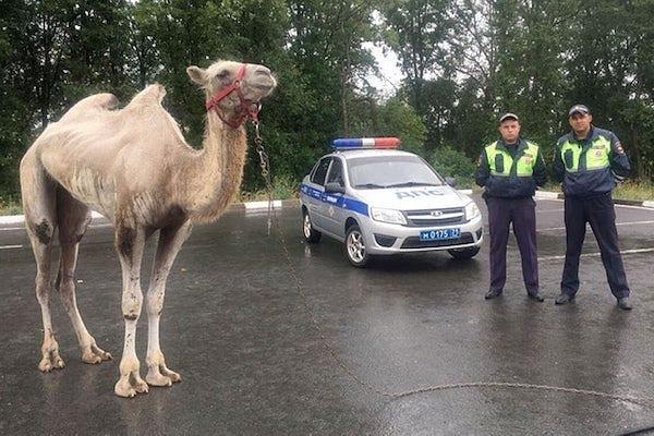 11. Rusya'da develerin varlığından habersiz yakalandık.