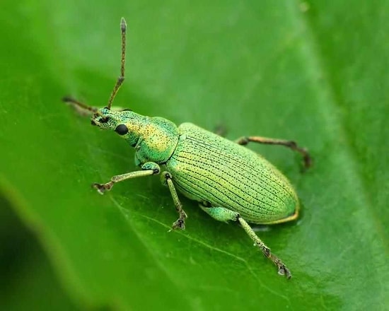 Yaşanacak Sıkıntı ve Zorluklara Dikkat! Rüyada Böcek Görmek Ne Anlama Gelir?