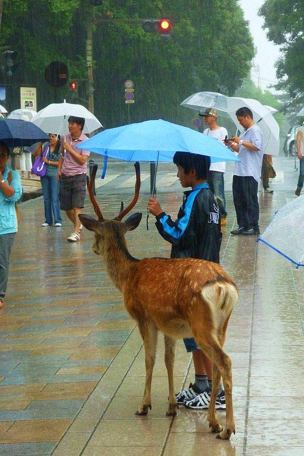 3. Şemsiyesini geyik dostu ile paylaşan Japon çocuk.
