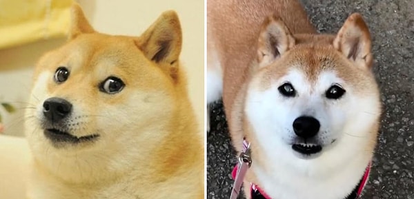 9. Доге (Doge)
