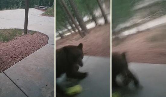 Köpek Var Zannederek Açtığı Kapının Arkasında Ayıyla Karşılaşan Kişinin Korku Dolu Anları