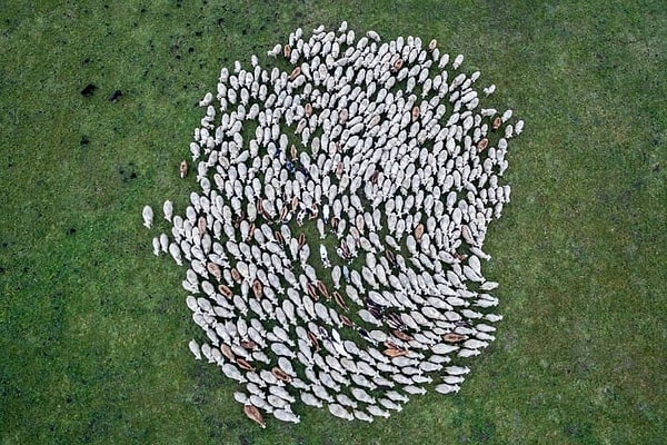 3. Стадо коз и овец недалеко от городка Ландсхут в Баварии.