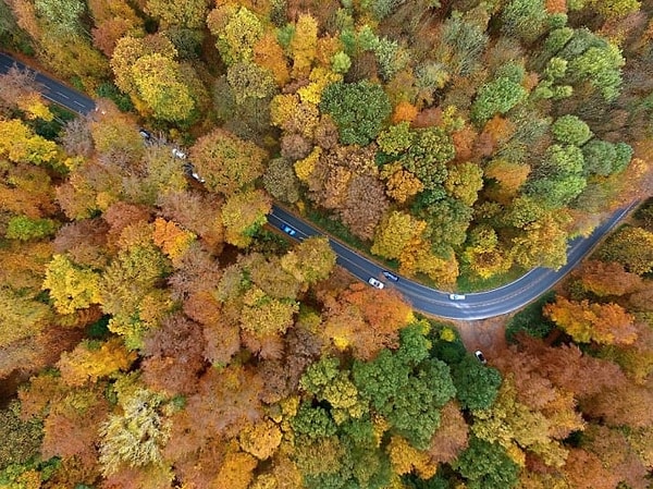 19. Осенний лес в Кельне, Германия.