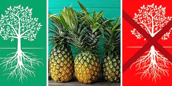 Тест: Какие из этих фруктов растут на деревьях?