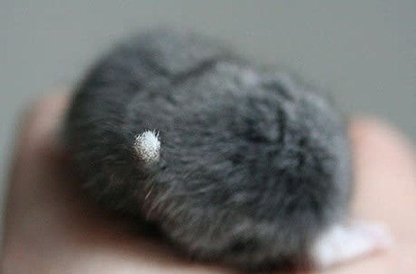 11. Эти хвостики просто волшебно дополняют образ "Милота века"!