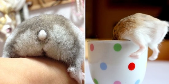 "СладкоПопки", или Забавные фотки хомячков сзади😍