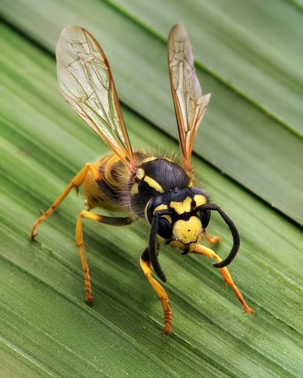 6. Пчелы могут различать лица людей.